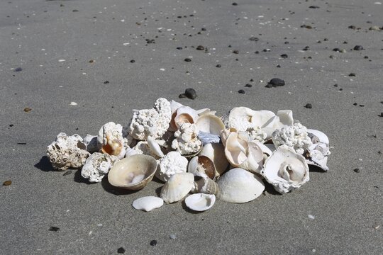 Shells and pieces of coral on the beach near Unnstad, Lofoten, Norway, Scandinavia