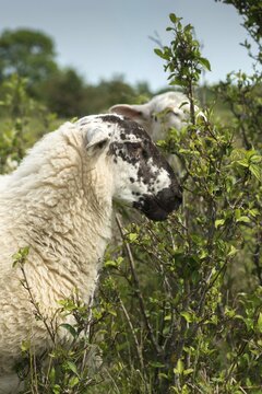 Artiodactyla, domestic sheep, even-toed ungulate, Germany, domestic sheep, nabu, natural heritage, Ovis Gmelini aries, cloven-hoofed, Thuringia, wind knots, cultivated landscape, domesticated animals, woody bite, pet, high size, portrait format, hut, herding, cultural landscape, landscape, mammals, nature reserve, sheep, sheep, mammals, migratory shepherd