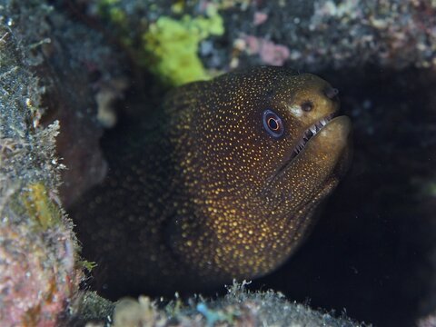 Golden-tailed moray eel (Gymnothorax miliaris) hiding between rocks in the underwater area. Dive site Malpique, La Palma, Canary Islands, Spain, Atlantic Ocean