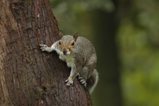 Grey squirrel (Sciurus carolinensis) adult animal on a tree trunk, Suffolk, England, United Kingdom