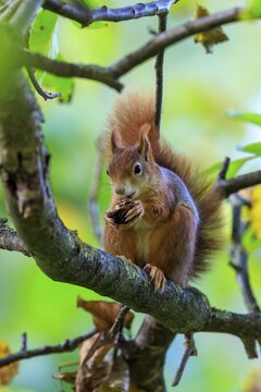 Close portrait of a squirrel with a nut on a branch, soft bokeh and fine fur structure in calm green, squirrel (Sciurus vulgaris), wildlife, Germany