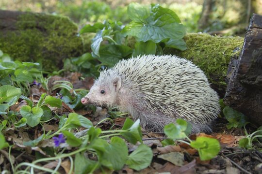European Hedgehog (Erinaceus europaeus) albino, adult in a wood in the springtime, Suffolk, England, United Kingdom