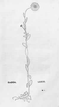 Daisy (Bellis perennis) Woodcut by Leonhart Fuchs, from New Kre&uuml;terbuch, neues Kr&auml;uterbuch, Michael Isingrin, Basel, Switzerland, 1543