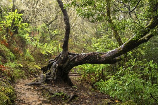 Tree in the laurel forest next to a hiking trail. Sow thistle (Sonchus hierrensis) at the edge of the path. Garajonay National Park, La Gomera, Canary Islands, Spain