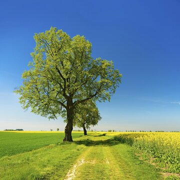 Cultivated landscape in spring, old lime trees on a country lane, fields of grain and rape, blue sky, Burgenlandkreis, Saxony-Anhalt, Germany