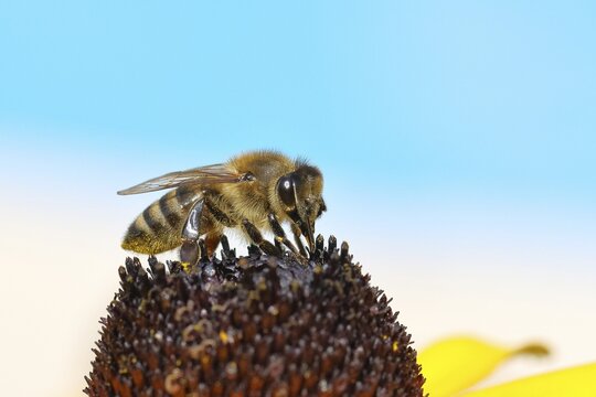European honey bee (Apis mellifera), collecting nectar from a flower of yellow coneflower (Echinacea paradoxa), macro photo, Wilnsdorf, North Rhine-Westphalia, Germany