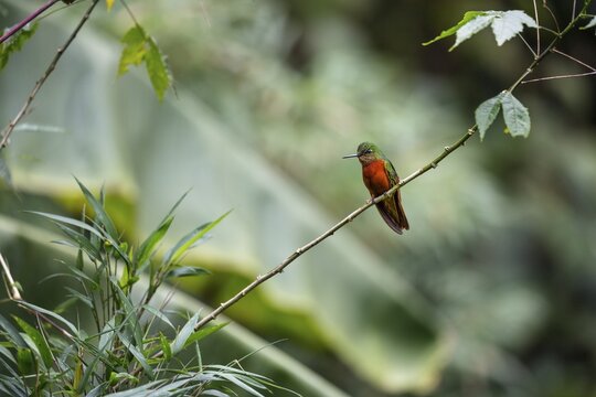 Chestnut-breasted coronet (Boissonneaua matthewsii), sits on branch, rainforest, cloud forest, Northern Ecuador, Ecuador