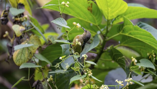 Olive-bellied Sunbird (Cinnyris chloropygius) sitting on a branch, eating nectar from a flower, Mgahinga Gorilla National Park, Western Region, Uganda