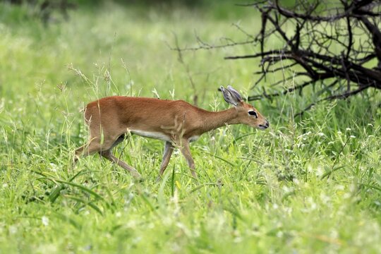 Little Rock Antelope (Raphicerus campestris), adult, male, running, dwarf antelope, Kruger National Park, South Africa