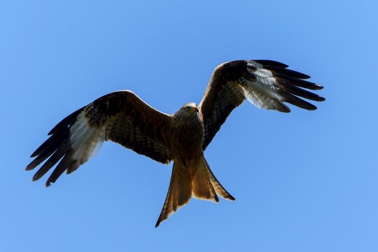 A red kite with spread wings flying in the sky, Red kite, (Milvus milvus) wildlife, Germany