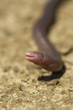 Blanus cinereus, Moorish web digs, Mediterranean worm lizard, web burrow, ringworm, double creep, lizards, Extremadura, high size, portrait format, reptiles, lizards, reptilia, reptiles, Spain