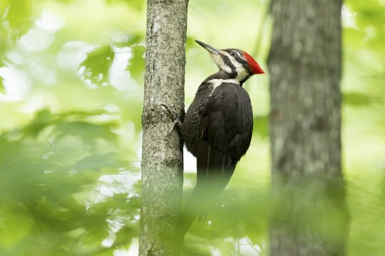 Pileated woodpecker (Dryocopus pileatus) perched on a small tree and watching.