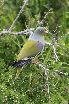 Bald-faced Green Pigeon (Treron calvus), Bare-faced Green Pigeon, Green Fruit Pigeon, adult, perched, on a tree, Kruger National Park, South Africa