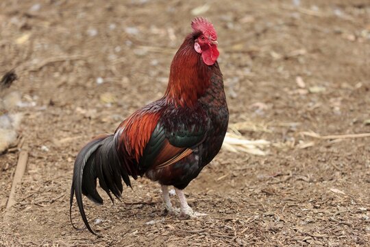 Domestic Chicken (Gallus gallus domesticus), adult, male, cock, foraging, captive, Kangaroo Island, South Australia, Australia