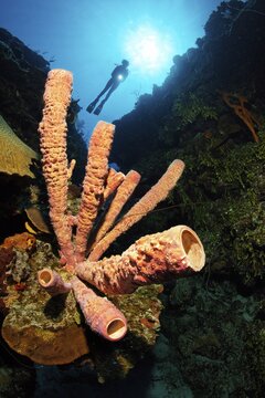 Stove pipe Sponge (Aplysina archeri) on coral reef wall, backlit diver in the background, Caribbean Sea near Maria la Gorda, Pinar del R&iacute;o Province, Caribbean, Cuba