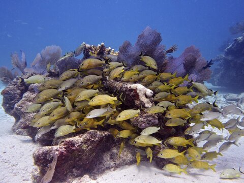 School of yellow fish, bluestriped grunt (Haemulon sciurus), gathering around corals. Dive site John Pennekamp Coral Reef State Park, Key Largo, Florida Keys, Florida, USA
