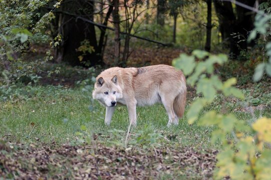 European wolf (canis lupus), zoo Hellabrunn, Munich, Germany