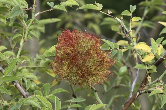 Gallapfell in dog rose bush (Rosa canina) also called rose apple or sleeping apple is a proliferation caused by the sting of the Mossyrose gall wasp (Diplolepis rosae) Allg&auml;u, Bavaria, Germany, Allg&auml;u, Bavaria, Germany