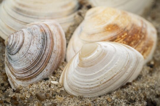 Several elliptical trough shells (Spisula elliptica), Houvig Beach, North Sea, Denmark