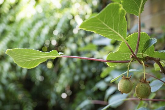 A kiwi or Chinese gooseberry (Actinidia deliciosa) growing on a wall, Chelsea Physic Garden, a historic botanical garden and the oldest botanical garden in London, founded in 1673 by the Worshipful Society of Apothecaries, Chelsea, England, United Kingdom