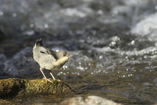White breasted dipper (Cinclus cinclus) almost fledged young bird on foaming mountain stream, Allg&auml;u, Bavaria, Germany