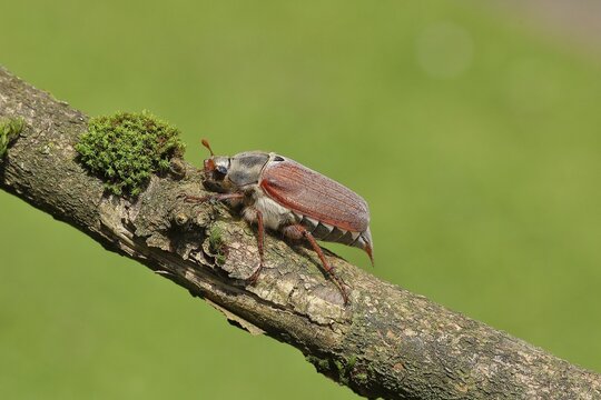Cockchafer, field cockchafer (Melolontha melolontha), female walking on a branch, Wilnsdorf, North Rhine-Westphalia, Germany