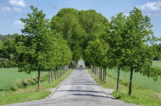 Newly planted avenue, country road, Germany