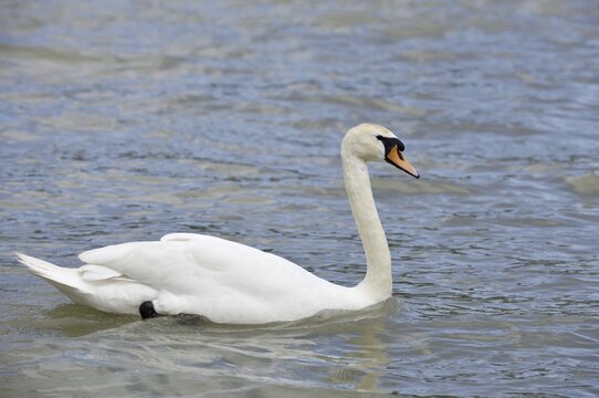 Mute swan (Cygnus olor), Alsace, France