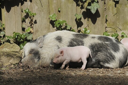 G&ouml;ttingen minipig (Sus scrofa f. domestica), sow and piglet, North Rhine-Westphalia, Germany