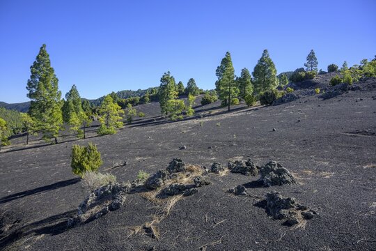 Canary island pine (Pinus canariensis) growing on volcanic cinders, Mirador del Llano del Jable, destroyed by the 2021 eruption, El Paso, La Palma, Spain