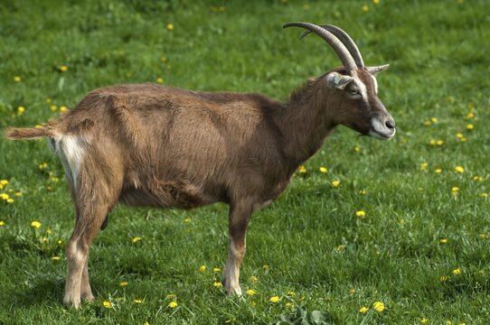 Artiodactyla, Capra aegagrus hircus, even-toed ungulate, domestic goat, cloven-hoofed, domesticated animals, goat, pet, mammals, goat