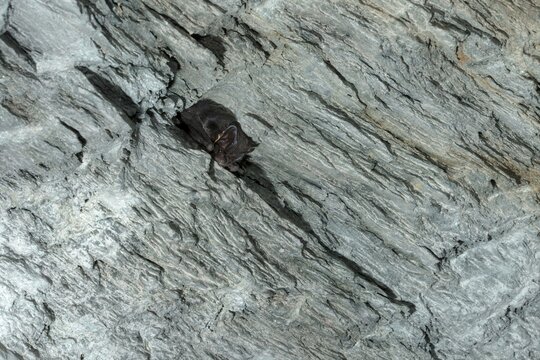 Barbastella Barbastellus, Barbastelle bat, pug bat, bat, chiroptera, bats, mammals, mammals, winter sleep, hibernation