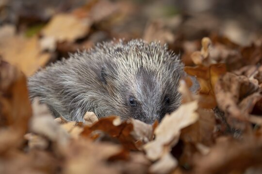 European hedgehog (Erinaceus europaeus) adult mammal resting on fallen autumn colour leaves, England, United Kingdom