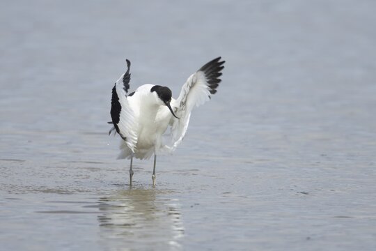 Pied avocet (Recurvirostra avosetta) adult wading bird flapping its wings in a shallow lagoon in summer, RSPB Minsmere nature reserve, Suffolk, England, United Kingdom