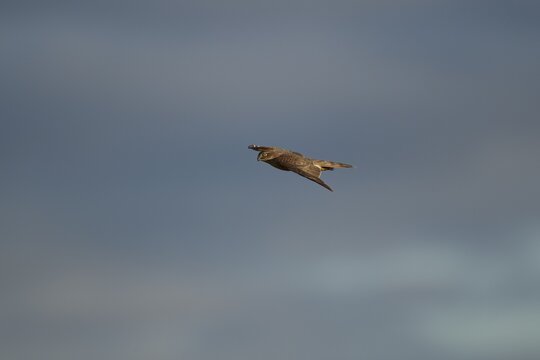 Eurasian sparrowhawk (Accipiter nisus) adult female bird of prey in flight, England, United Kingdom