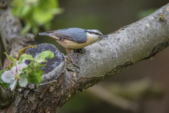 Nuthatch, Sitta Europaea, Birds, Passeri, Songbirds, Birds