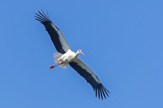 White stork (Ciconia ciconia) in flight, Germany