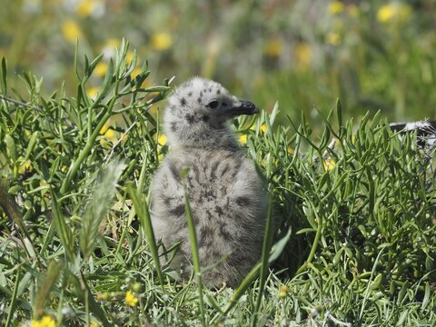 A fluffy chick of Mediterranean gull (Larus michahellis) sits in the dense grass, surrounded by blooming yellow flowers. Porquerolles Island, Giens, Hy&egrave;res, Provence, C&ocirc;te d'Azur, France