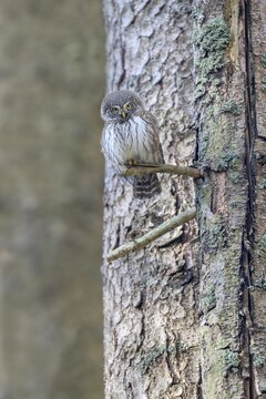 Pygmy Owl (Glaucicium passerinum), sitting on the branch of a tree, Pirchner Ast, Schwaz, Tyrol, Austria