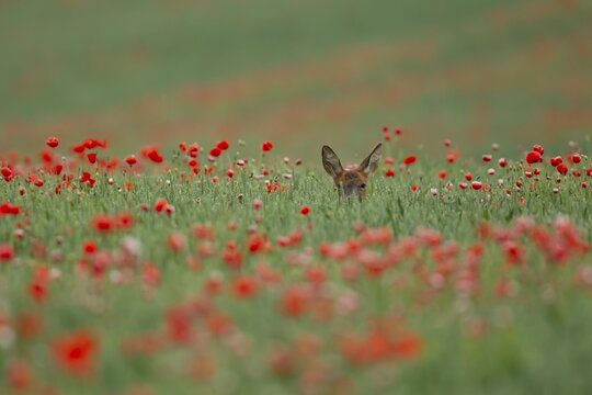 Roe deer (Capreolus capreolus) adult female doe animal in a farmland wheat field with red poppy flowers in summer, England, United Kingdom