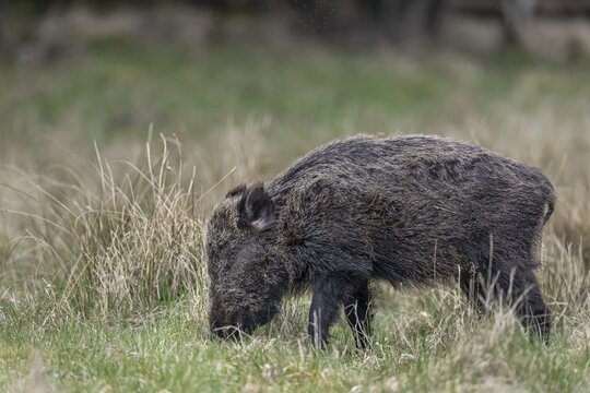 This wild boar (Sus scrofa) does not look healthy due to the shaggy fur, perhaps it is also a very old animal, Denmark