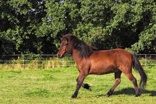 Icelandic horse (Equus przewalskii f caballus), gelding in the pasture