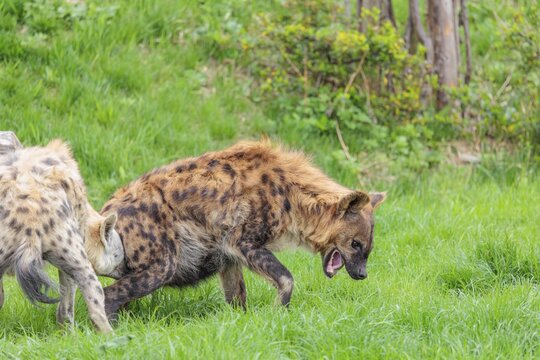Two adult spotted hyenas (Crocuta crocuta), one male and one female, display courtship behaviour