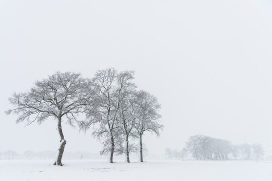Snow-covered oak trees in a misty winter landscape, Lower Saxony, Germany