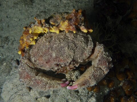 A camouflaged crab, woolly crab (Dromia personata) sits covered with golden sponge (Aplysina aerophoba) in the dark water. Dive site House Reef, Stoja, Pula, Croatia, Mediterranean Sea