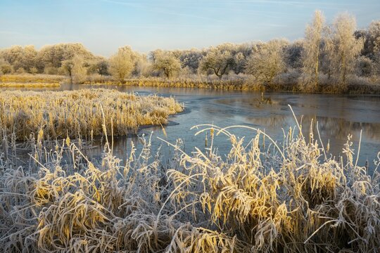 Winter hoarfrost at Ahlhorn fish ponds, Ahlhorn fish ponds, Ahlhorn, Lower Saxony, Germany