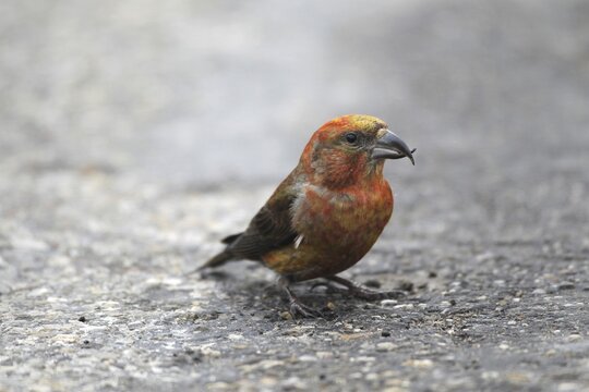 Spruce crossbill (Loxia curvirostra) male sitting on a tarmac road, Allg&auml;u, Bavaria, Germany, Allg&auml;u, Bavaria, Germany