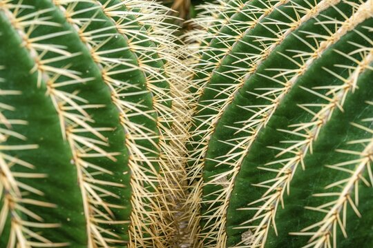 Mother-in-law chair (Echinocactus grusonii) or golden-ball cactus, cactus, spines, close-up, Botanical Garden, Dahlem, Berlin, Germany