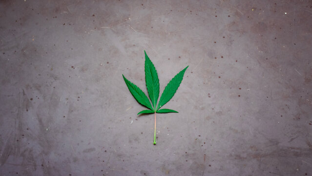 Single green cannabis leaf on dark stone background flat lay. Minimalist marijuana leaf of hemp plant on concrete floor top view. Legal CBD oil or medical concept.
