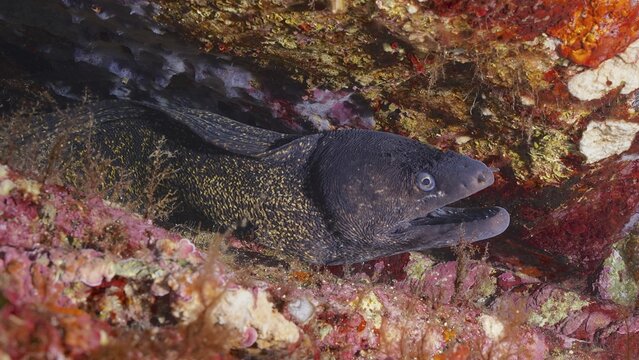 A Mediterranean moray eel (Muraena helena) looks out of a stony hiding place in a colourful underwater world, dive site peninsula Giens, marine reserve Port Cros, Mediterranean Sea, Porquerolles, Provence, C&ocirc;te d'Azur, France